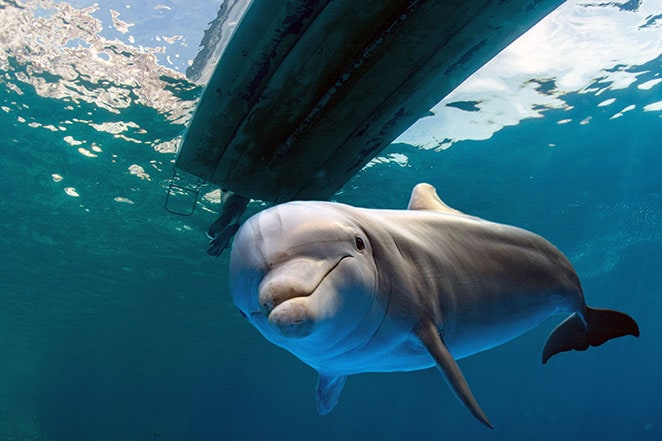 Dolphin