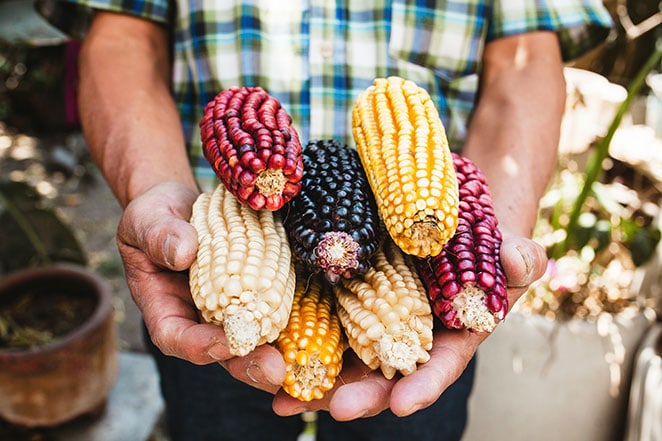 Farm to Table Dining