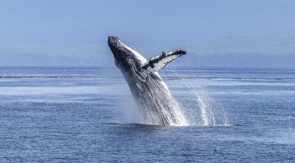 Whale Watching Views at Puerto Vallarta