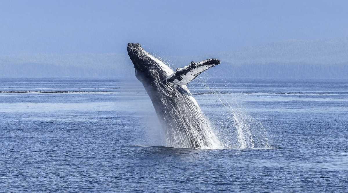 Whale Watching Views at Puerto Vallarta